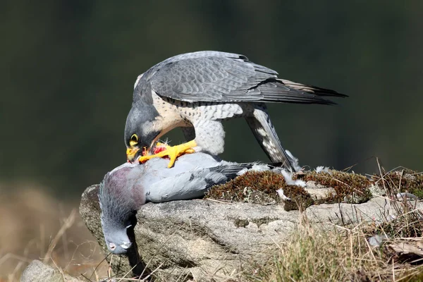 Peregrine Falcon Falco Peregrinus Also Known Peregrine Sitting Stone Prey — Stock Photo, Image