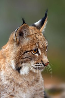 Avrasya vaşağı (Lynx vaşak), portatif. Küçük kedi portresi..