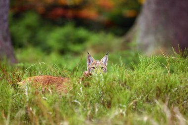 Avrasya vaşağı (Lynx vaşak) genç bir vaşak otların arasında saklanır ve sonbahar ormanı arka planına gizlice bakar. Genç vaşak otların arasında oynuyor.