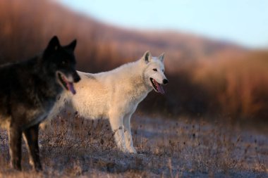 The Hudson Bay wolf (Canis lupus hudsonicus) subspecies of the wolf (Canis lupus) also known as the grey/gray wolf. Young female in a frosty morning and in foreground Timber wolf. clipart