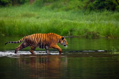 Sibirya kaplanı (Panthera tigris tigris tigris), Amur kaplanı (Panthera tigris altaica) olarak da bilinir. Sıcak yaz mevsiminde güzel dişi Sibirya kaplanı.