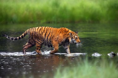 Sibirya kaplanı (Panthera tigris tigris tigris), Amur kaplanı (Panthera tigris altaica) olarak da bilinir. Sıcak yaz mevsiminde güzel dişi Sibirya kaplanı.