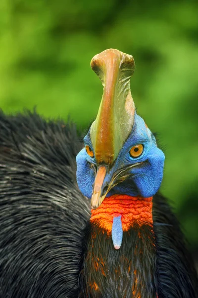 Güney Cassowary Casuarius Casuarius Çift Gagalı Cassowary Olarak Bilinir Avustralyalı — Stok fotoğraf