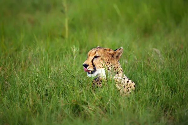 Potret Cheetah Acinonyx Jubatus Adalah Potret Perempuan Yang Terletak Saat — Stok Foto