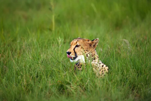 Gepard Acinonyx Jubatus Kobiecy Portret Leżący Zachodzie Słońca Gepardowy Portret — Zdjęcie stockowe