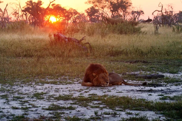 The Southern lion (Panthera leo melanochaita) also to as the East-Southern African lion or Eastern-Southern African lion or Panthera leo kruegeri. Big male lying in dry yellow grass during the sunrise.