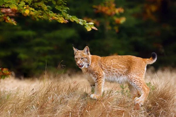 Eurázsiai Hiúz Lynx Lynx Egy Fiatal Hiúz Sárga Őszi Erdő — Stock Fotó