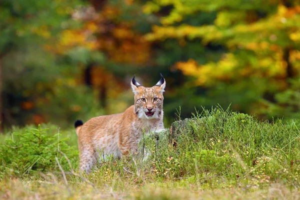 속푸른 식물에 스라소니 Lynx Lynx — 스톡 사진