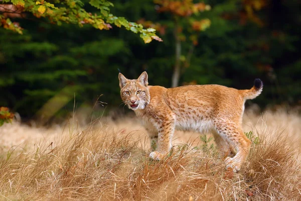 Lince Eurasiatica Lynx Lynx Una Giovane Lince Erba Gialla Sfondo — Foto Stock