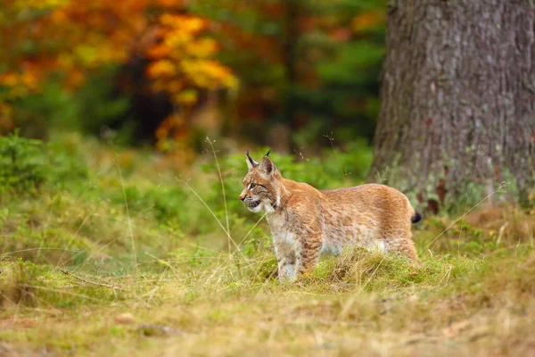 속푸른 식물에 스라소니 Lynx Lynx — 스톡 사진