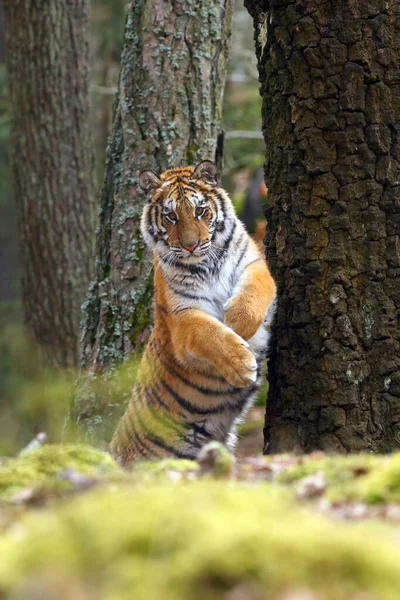 Tigre Siberiano Panthera Tigris Tigris También Llamado Tigre Amur Panthera — Foto de Stock