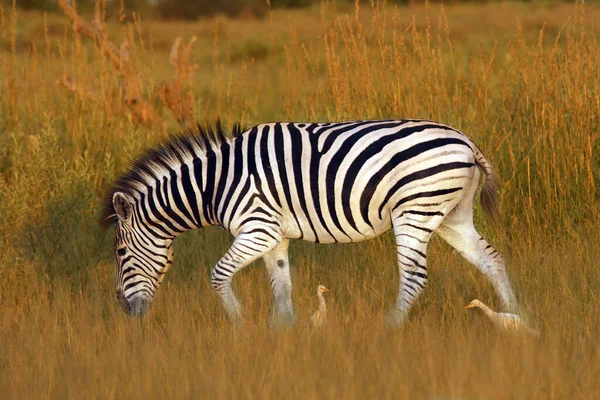 Cebra Las Llanuras Equus Quagga Anteriormente Equus Burchellii También Conocida — Foto de Stock