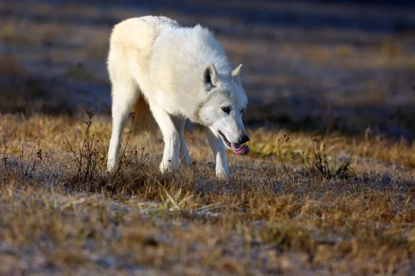 Hudson Bay Wolf Canis Lupus Hudsonicus Subspecies Wolf Canis Lupus — 스톡 사진