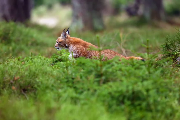 Евроазиатский Линкс Lynx Lynx Известный Европейский Сибирский Линкс Осеннего Цвета — стоковое фото