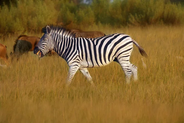 Zebra Das Planícies Equus Quagga Anteriormente Equus Burchellii Também Conhecida — Fotografia de Stock