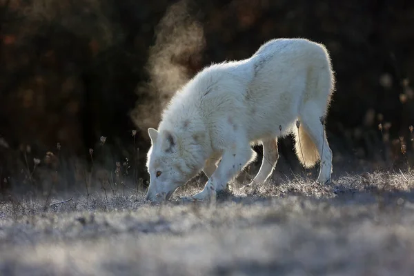 허드슨 Canis Lupus Hudsonicus 늑대로 도알려진 늑대의 아종이다 서리가 내리는 — 스톡 사진