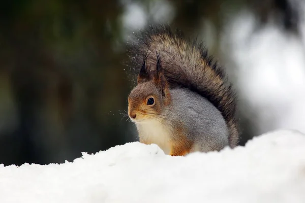 Scoiattolo Rosso Sguirrel Rosso Eurasiatico Sciurus Vulgaris Seduto Sulla Neve — Foto Stock