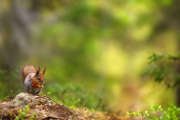 Skandináv Erdőben Ülő Vörös Mókus Vagy Eurázsiai Vörös Sguirrel Sciurus — Stock Fotó