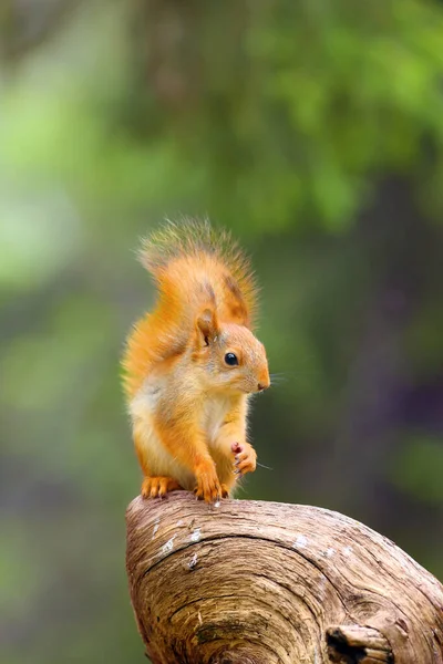 Esquilo Vermelho Sciurus Vulgaris Está Sentado Floresta Escandinava Esquilo Ambiente — Fotografia de Stock