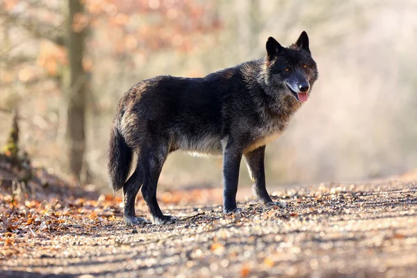 西北狼 Canis Lupus Occidentalis 站在路上 金丝狼属 也被称为灰狼或木狼 — 图库照片