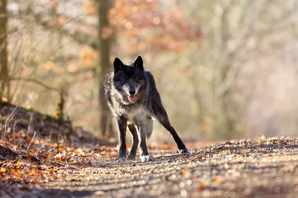 西北狼 Canis Lupus Occidentalis 站在路上 金丝狼属 也被称为灰狼或木狼 — 图库照片