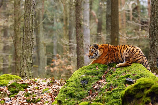 시베리아 호랑이 Panthera Tigris Tigris 호랑이 Panthera Tigris Altaica 환경에서 — 스톡 사진