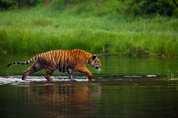 The Siberian tiger (Panthera tigris tigris),also called Amur tiger (Panthera tigris altaica) walking through the water. Beautiful female Siberian tiger in warm summer.