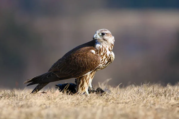 Saker Şahini Falco Cherrug Dişi Avıyla Birlikte Sarı Bir Çimenin — Stok fotoğraf