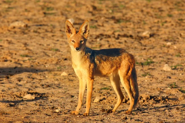 Den Svartryggade Schakalen Canis Mesomelas Vackert Kvällsljus Solnedgången Öknen — Stockfoto