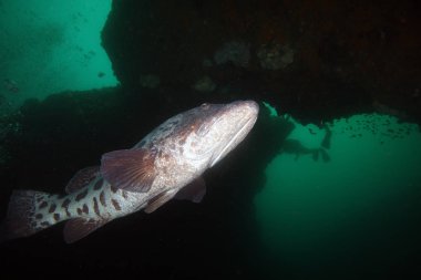 Patates orfozu (Epinephelus tukula), ayrıca patates morinası veya mağarada yüzen patates levreği olarak da bilinir..