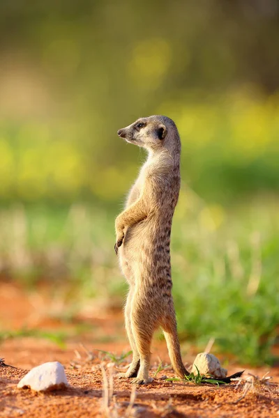 Meerkat Suricate Suricata Suricatta Posição Típica Manter Relógio Com Flor — Fotografia de Stock