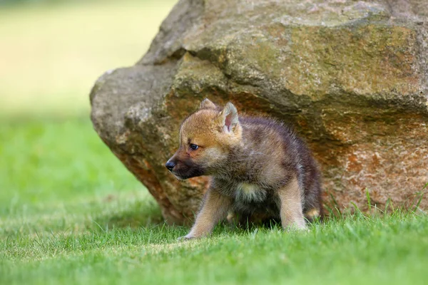 The gray wolf (Canis lupus) also known as the timber wolf,western wolf or simply wolf. Young wolf puppy in green grass.A puppy sit by the rocks