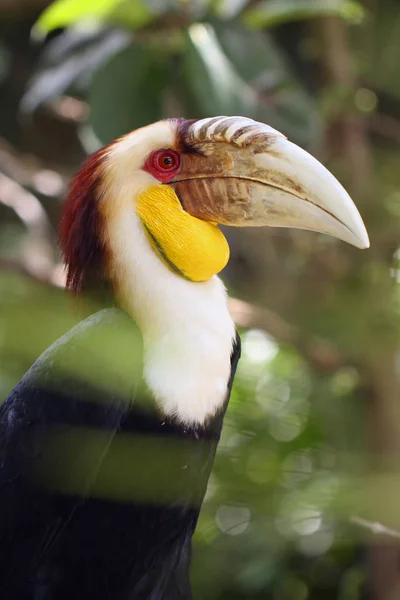 Wreathed Hornbill Rhyticeros Undulatus Also Known Bar Pouched Wreathed Hornbil — Stock Photo, Image