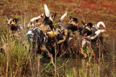 Afrika vahşi köpeği Lycaon pictus (Lycaon pictus) sarı çimenlerde yemek için savaşır. Tipik bir av tümeninde vahşi bir köpek sürüsü..