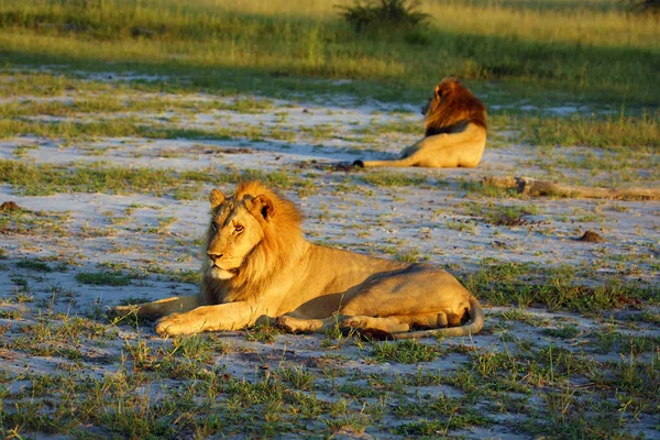 Two Large African Lions Panthera Leo Lie Grass Morning Sun — Stock Photo, Image