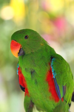 Eklektus papağanı (Eclectus roratus), yeşil erkek eklektus ve renk arkaplanı..
