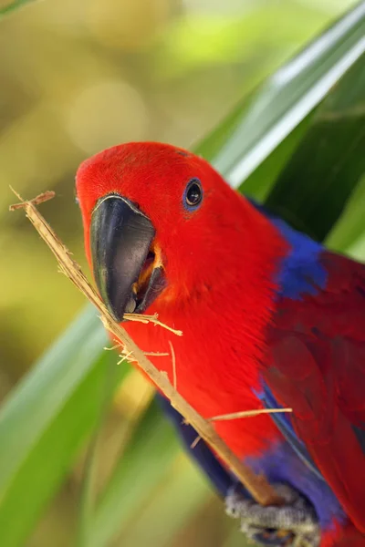 Papagaio Eclectus Eclectus Roratus Portait Eclectus Fêmea Vermelho Com Fundo — Fotografia de Stock