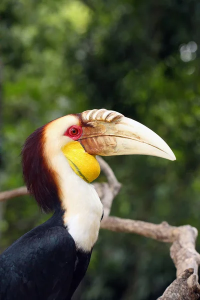 Wreathed Hornbill Rhyticeros Undulatus Also Known Bar Pouched Wreathed Hornbil — Stock Photo, Image