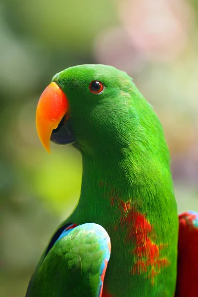 Papoušek Eklektus Eclectus Roratus Portrét Červené Fenky Eklektu Barevným Pozadím — Stock fotografie