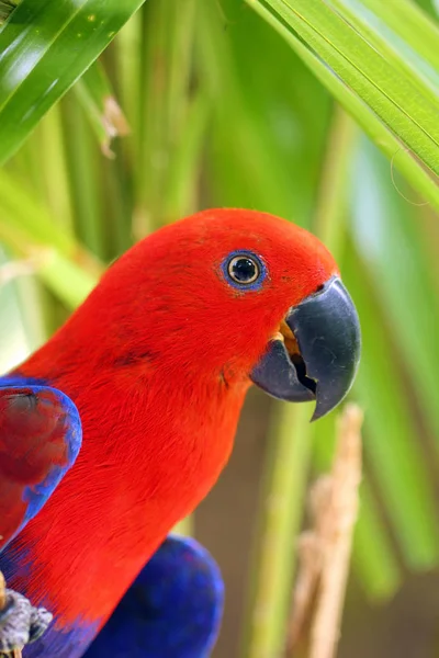 Papuga Eklektryjska Eclectus Roratus Portret Czerwonego Żeńskiego Eklektusa Kolorowym Tłem — Zdjęcie stockowe