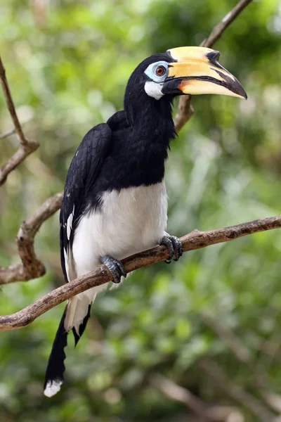 Oriental Pied Hornbill Anthracoceros Albirostris Sitting Branch Green Background — Stock Photo, Image