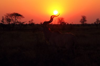 Günbatımında boynuzlarında güneş diski ile daha büyük kudu (Tragelaphus strepsiceros) erkeği