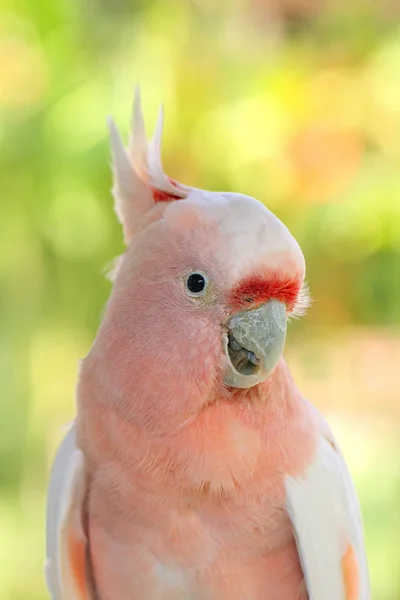 Major Mitchell Cockatoo Lophochroa Leadbeateri Také Známý Jako Leadbeater Cockatoo — Stock fotografie