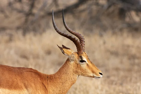 Detalhe Cabeça Com Chifres Impala Masculino Aepyceros Melampus Com Rosto — Fotografia de Stock