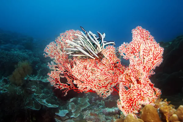 Grand Corail Rouge Avec Des Crinoïdes Sur Récif Sain Dans — Photo