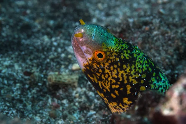 Murène Flocons Neige Echidna Nebulosa Aussi Connue Sous Nom Murène — Photo