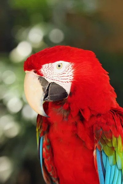 Kırmızı Yeşil Papağan Ara Chloropterus Yeşil Kanatlı Papağan Olarak Bilinir — Stok fotoğraf