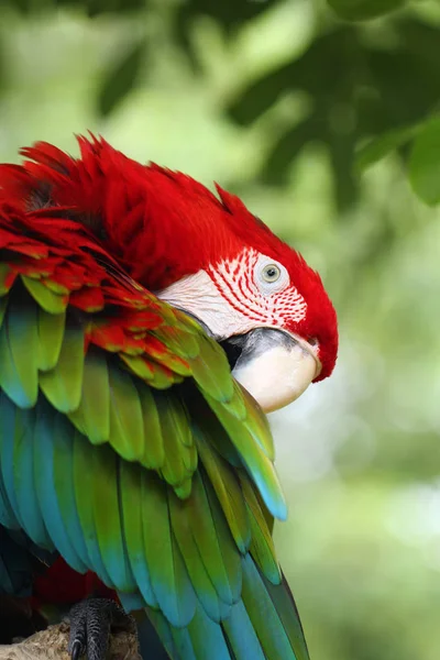 Arara Vermelha Verde Ara Chloropterus Também Conhecida Como Arara Asa — Fotografia de Stock