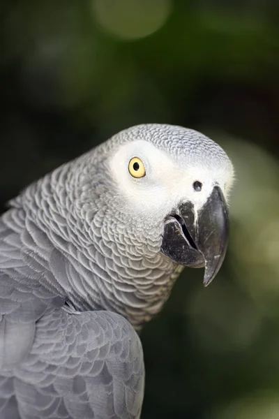 Gri Papağan Psittacus Erithacus Kongo Gri Papağanı Veya Afrika Gri — Stok fotoğraf