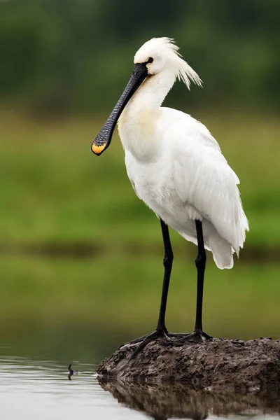 Spatule Eurasienne Spatule Commune Platalea Leucorodia Debout Sur Une Colline — Photo